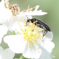 Strangalepta abbreviata