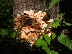 Laetiporus sulphureus