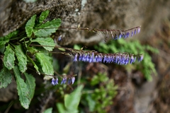 Wulfeniopsis