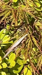 Libellula luctuosa