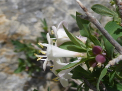 Lonicera pyrenaica