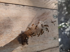 Tetragonisca angustula