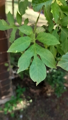 Solanum seaforthianum