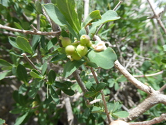 Lonicera pyrenaica