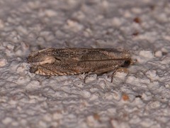 Epiblema minutana
