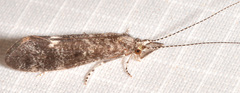 Ceraclea cancellata