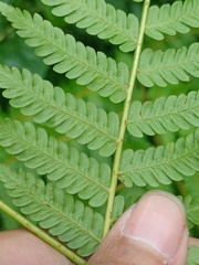 Diplazium polypodioides