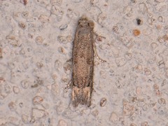 Epiblema minutana