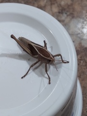 Paratylotropidia brunneri