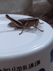 Paratylotropidia brunneri