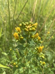 Hypericum maculatum obtusiusculum