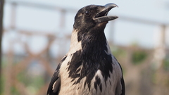 Corvus cornix
