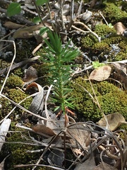 Juniperus bermudiana