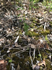 Juniperus bermudiana