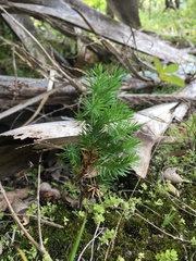Juniperus bermudiana
