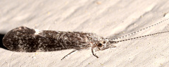 Ceraclea cancellata