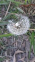 Taraxacum officinale