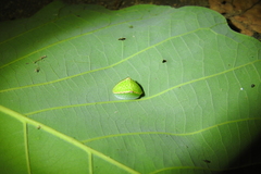 Demonarosa rufotessellata