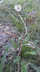 Taraxacum officinale