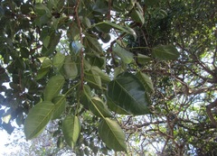 Ficus polita