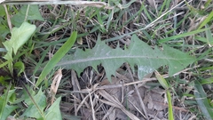 Taraxacum officinale