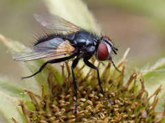 Leucostomatini
