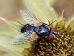 Leucostomatini