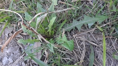 Taraxacum officinale