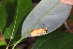 Demonarosa rufotessellata