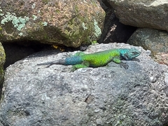 Sceloporus