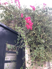 Bougainvillea