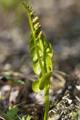 Botrychium neolunaria
