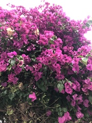 Bougainvillea