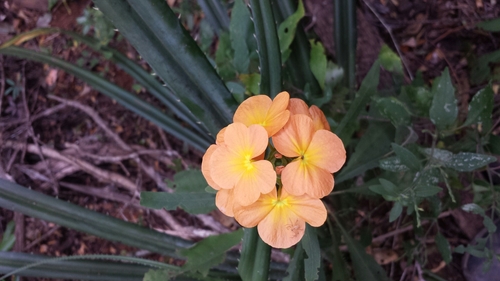 Crossandra image