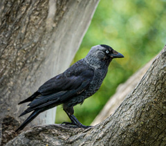 Corvus monedula