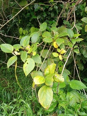 Ficus aurata
