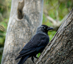 Corvus monedula