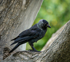 Corvus monedula