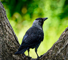 Corvus monedula