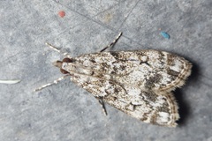 Eudonia lacustrata