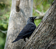 Corvus monedula