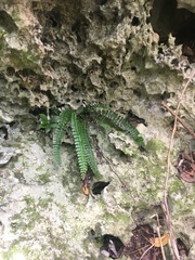 Asplenium heterochroum