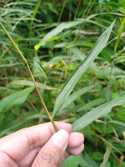 Poaceae