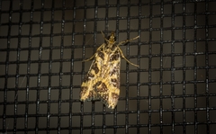 Scoparia melanoxantha