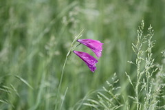 Gladiolus tenuis