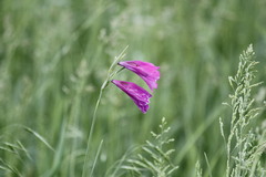 Gladiolus tenuis