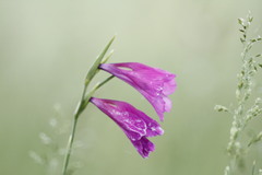 Gladiolus tenuis