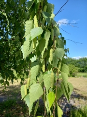 Betula pendula