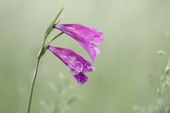 Gladiolus tenuis