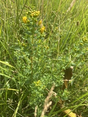 Hypericum maculatum obtusiusculum